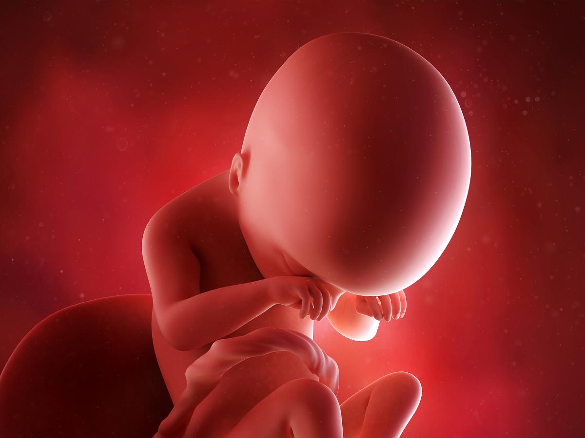19 tydzień ciąży - jak wygląda dziecko