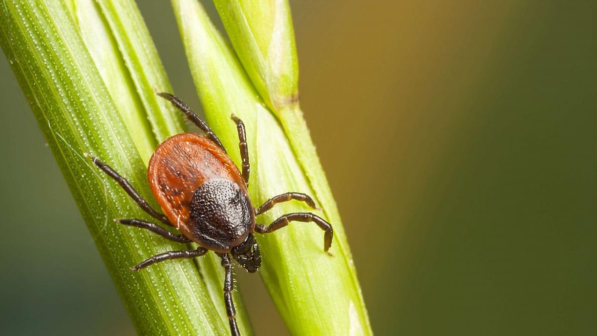 Rekordowa Liczba Zachorowań Na Boreliozę Uwaga Na Kleszcze 7601