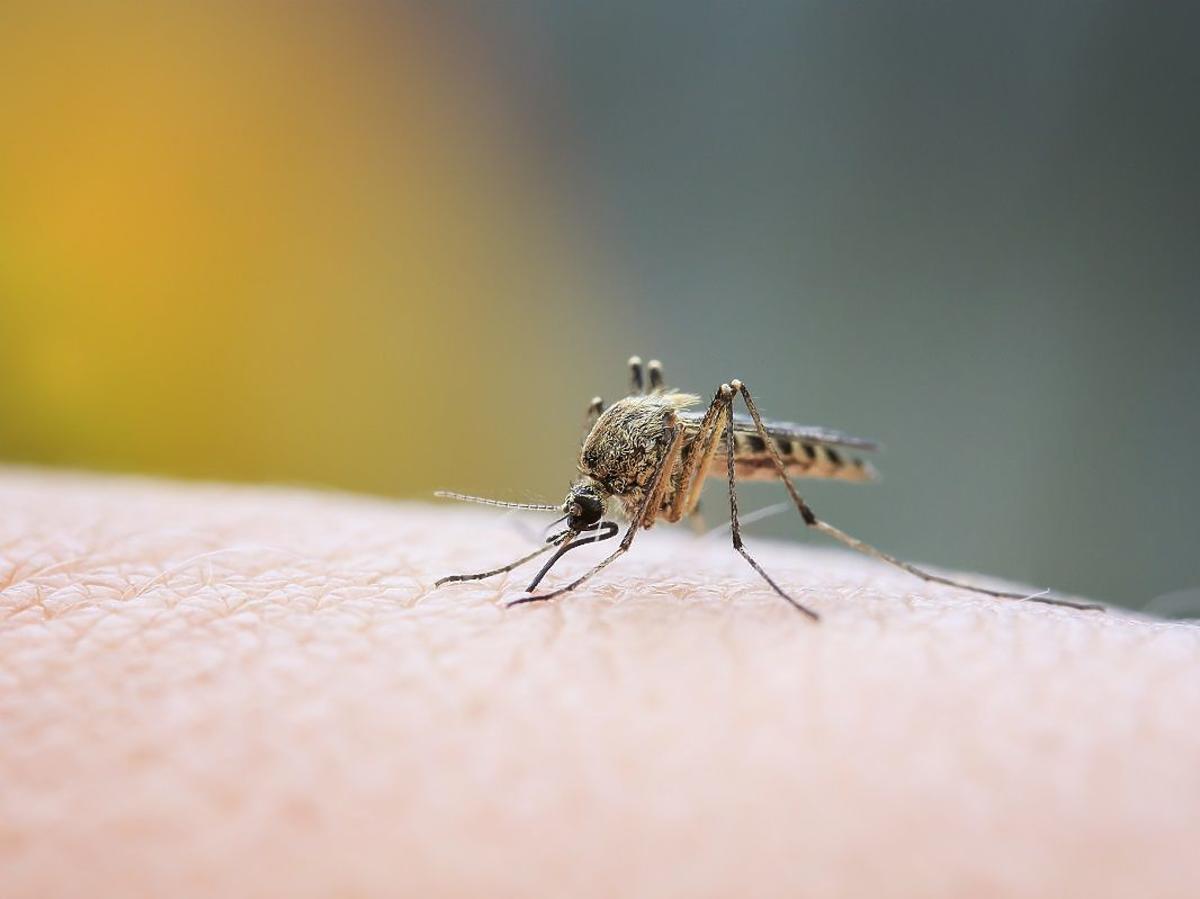 Czy komar przenosi koronawirusa lub inne choroby?