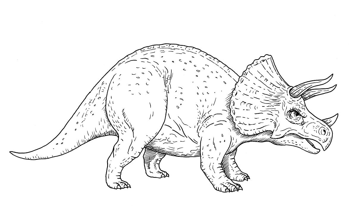 dinozaury kolorowanka triceratop
