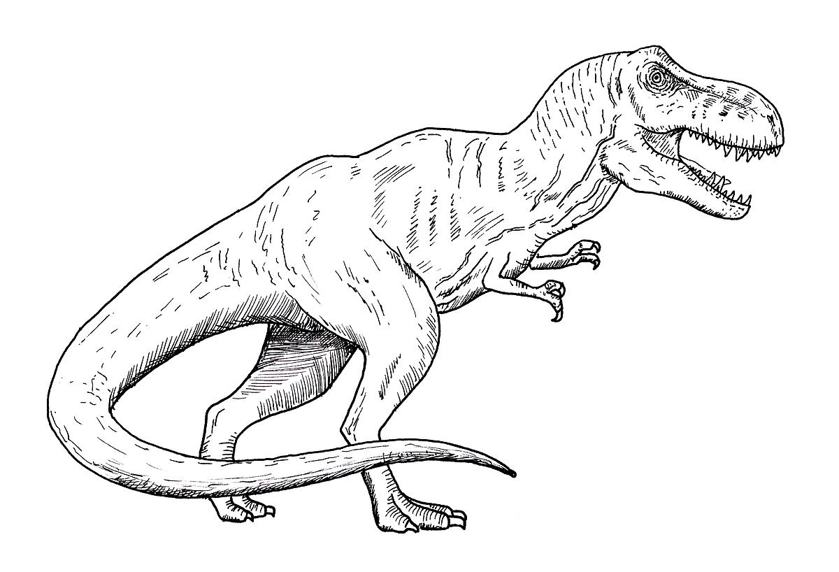 dinozaury kolorowanka tyranozaur