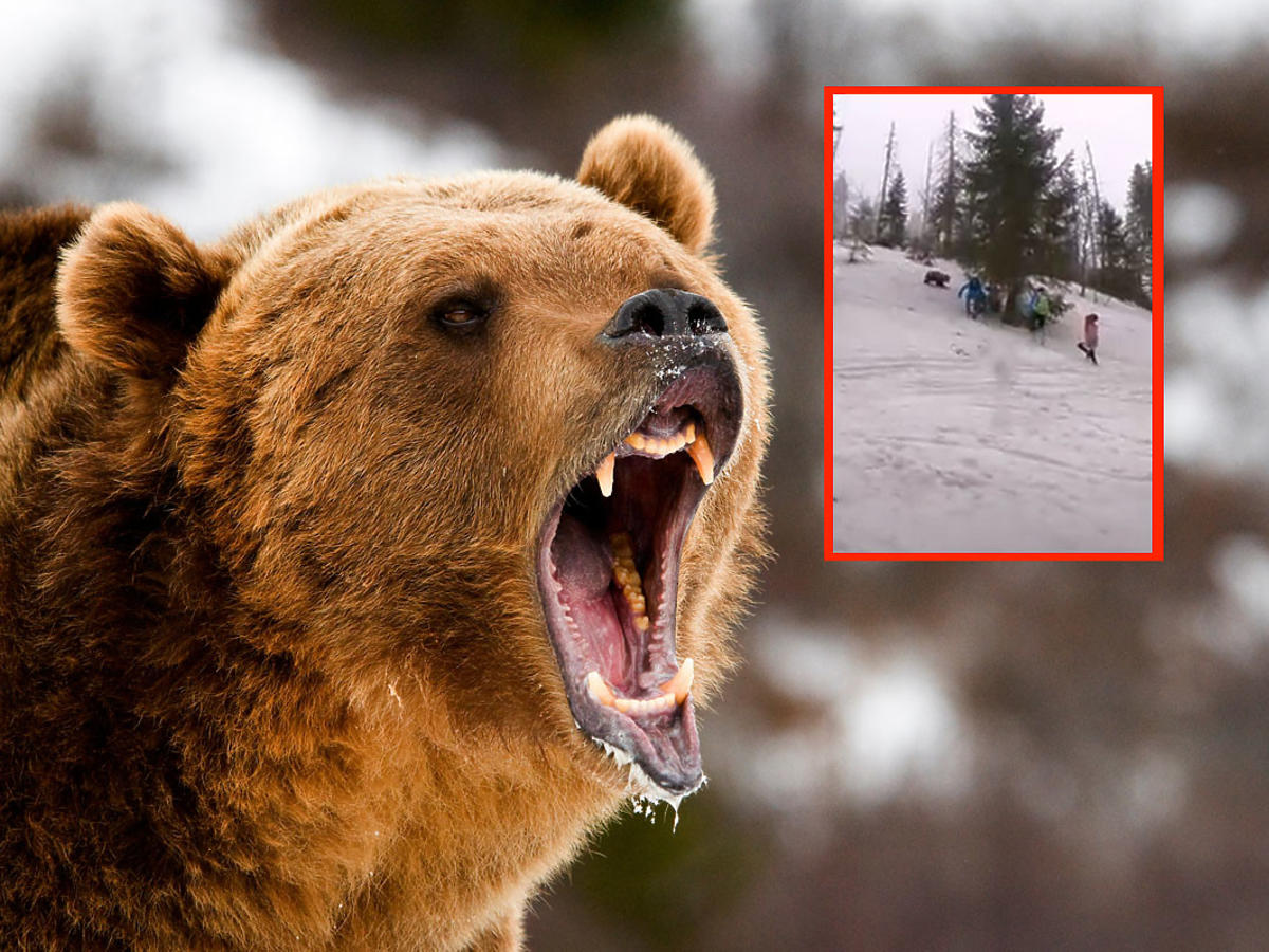 Dzieci z krzykiem uciekały przed niedźwiedziem