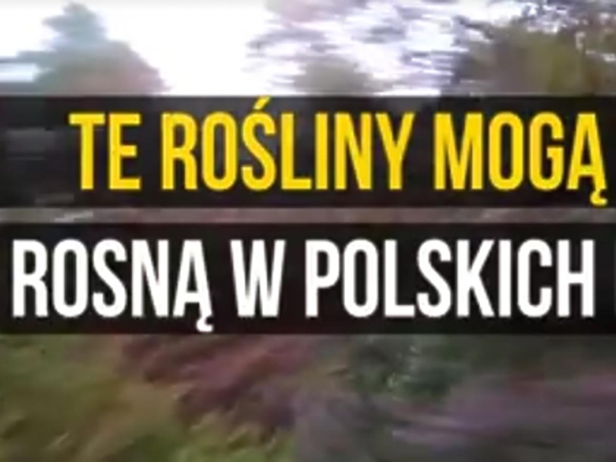 Groźne rośliny w polskich lasach