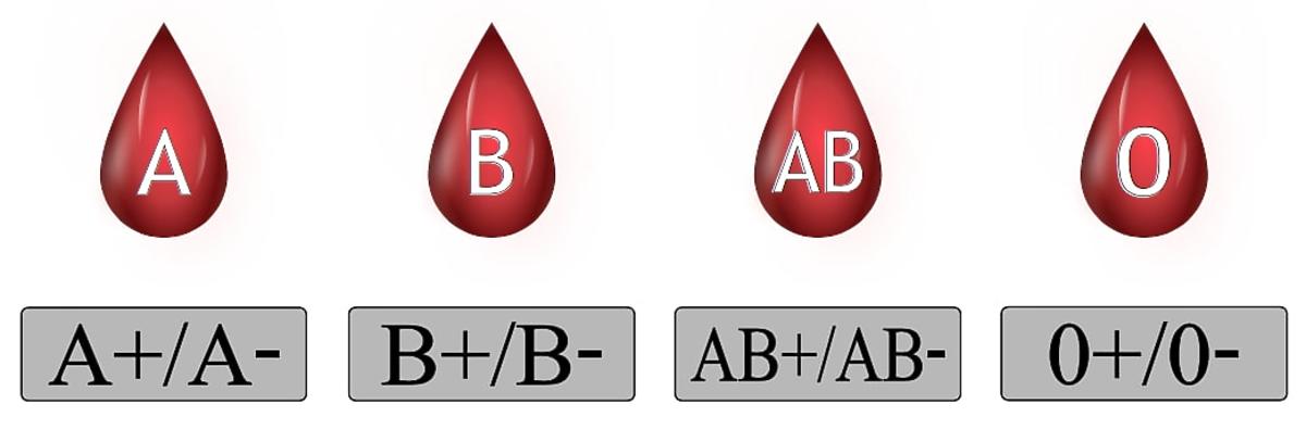 grupy krwi – rodzaje