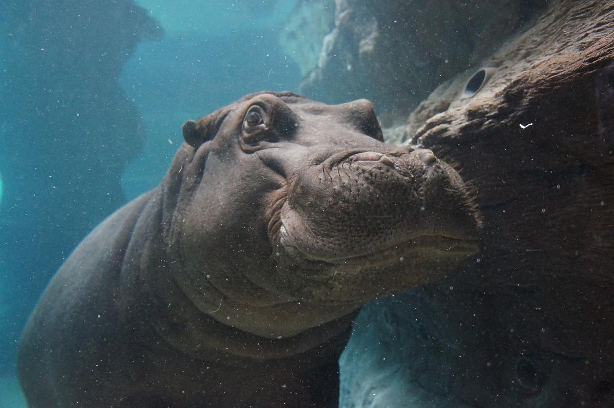 Hipopotam we wrocławskim Afrykarium