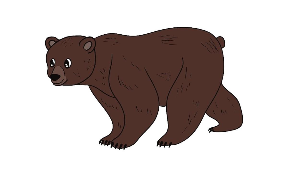 Jak narysować niedźwiedzia
