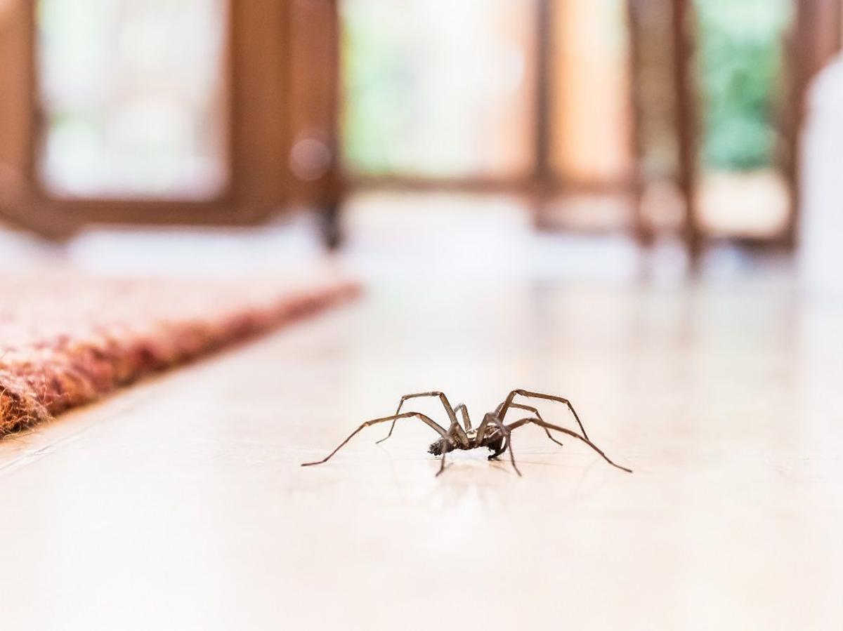 Jak zwalczyć pająki w domu?