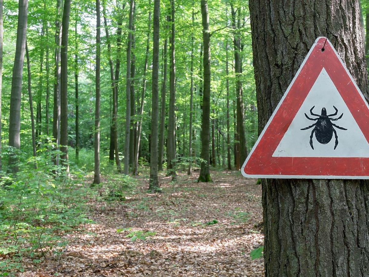 Kleszcze coraz bardziej agresywne