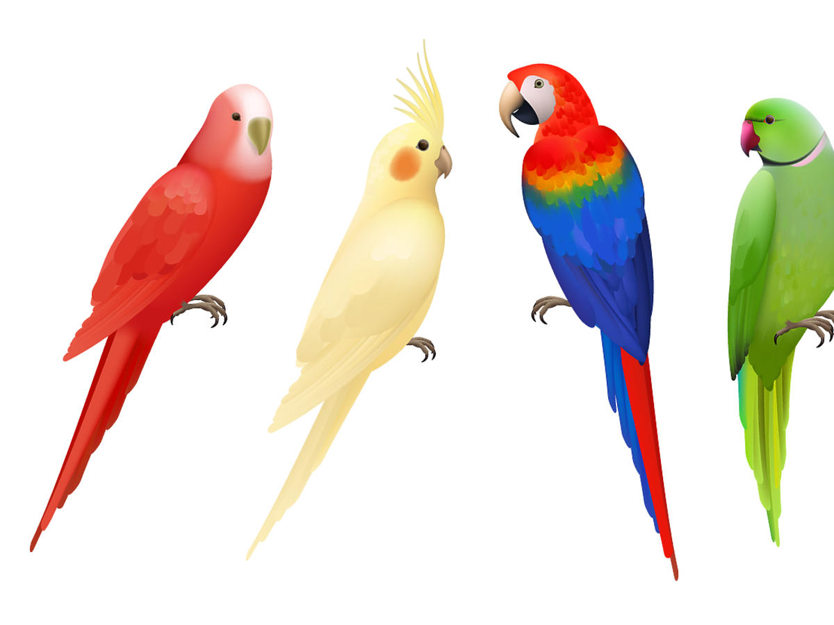 kolorowanki zwierzęta papuga kolorowa