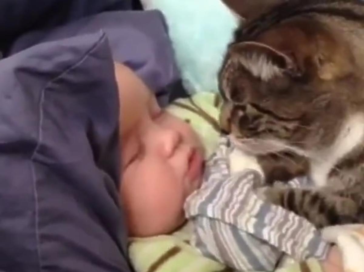 kot i niemowlę