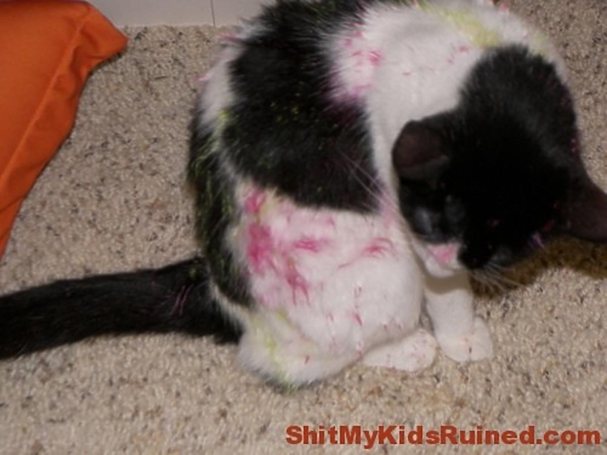 Kot pomalowany farbami