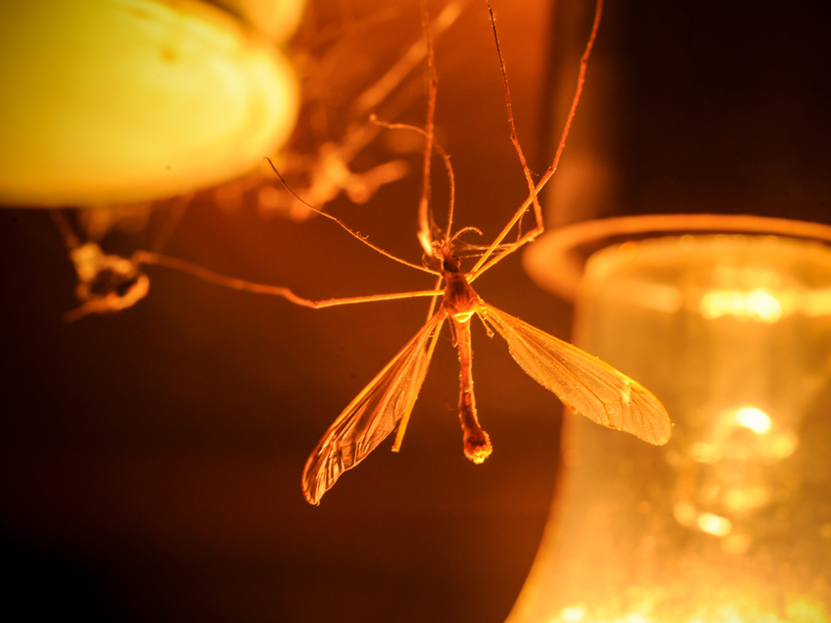 lampa na komary