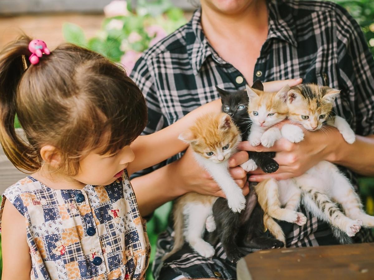 mała dziewczynka dotyka kotków, które dorosły trzyma na rękach