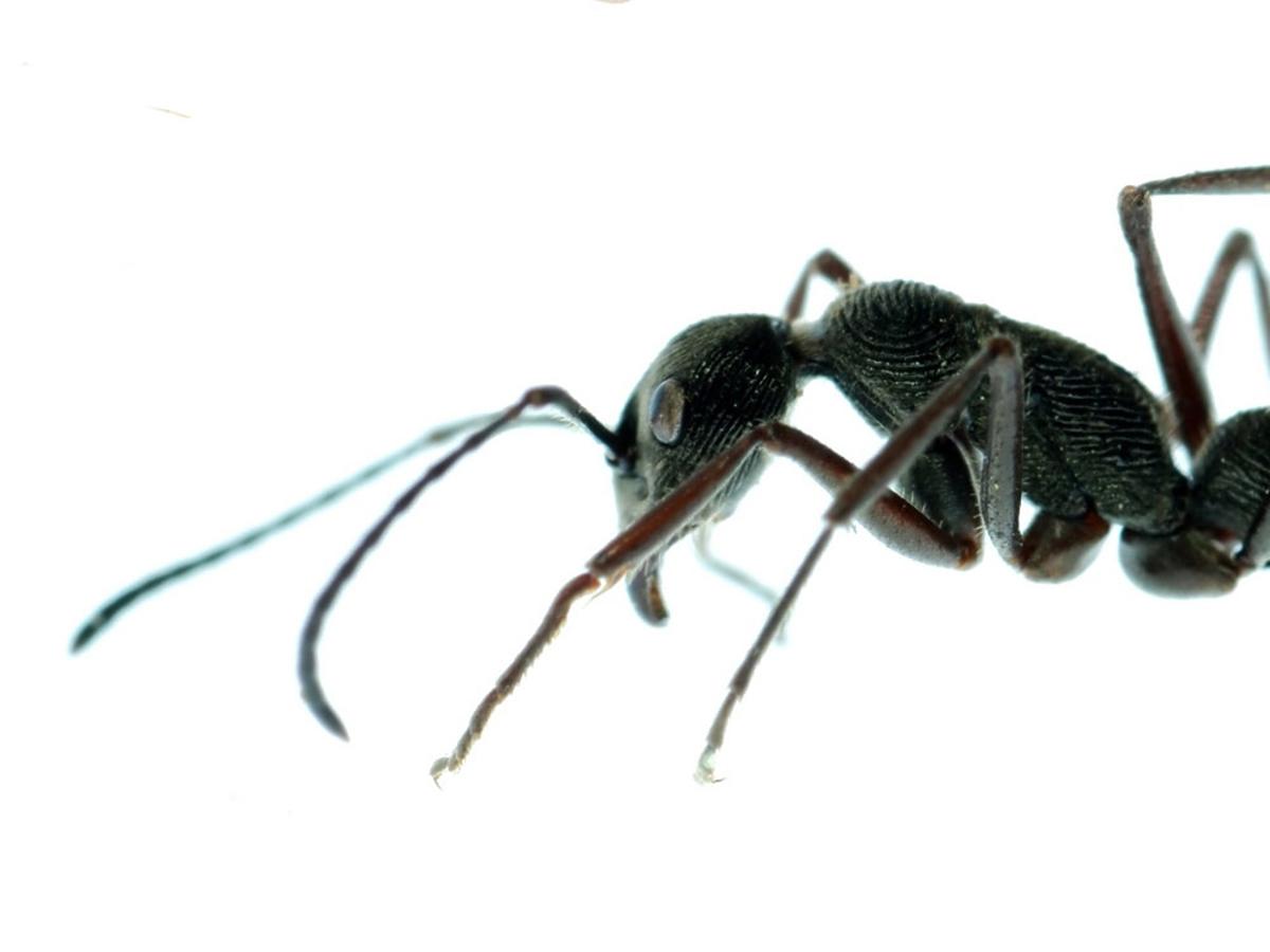 Mrówka