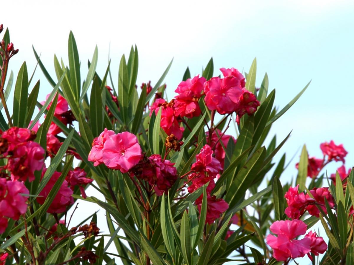 Trujące rośliny doniczkowe: oleander