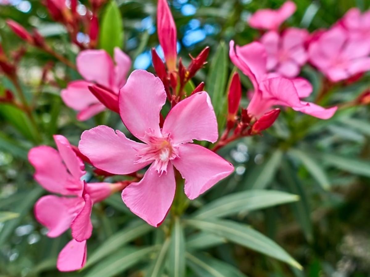 oleander rośliny trujące