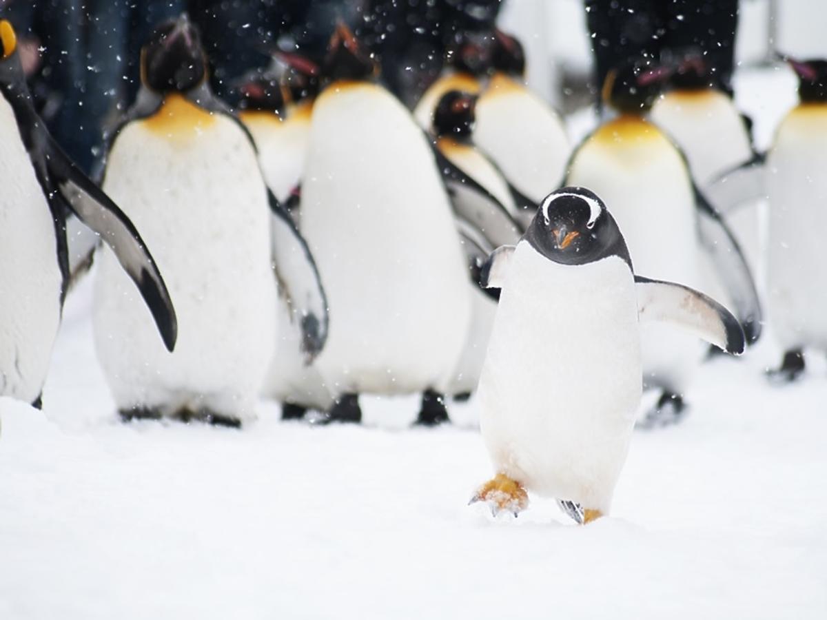 pingwiny chodzą po śliskim