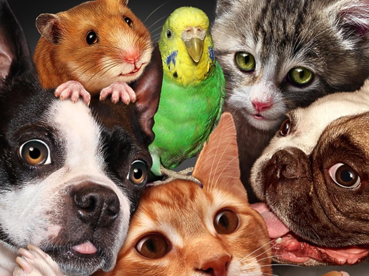 Quiz O Zwierzętach Dla Dzieci Quiz o zwierzętach: Jak dobrze znasz zwierzęta? Test dla dziecka