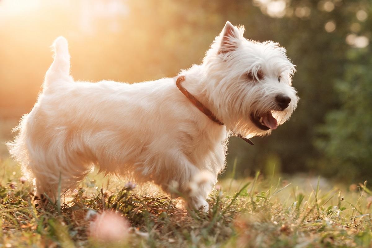 Piesek dla dziecka - West Highland White Terrier
