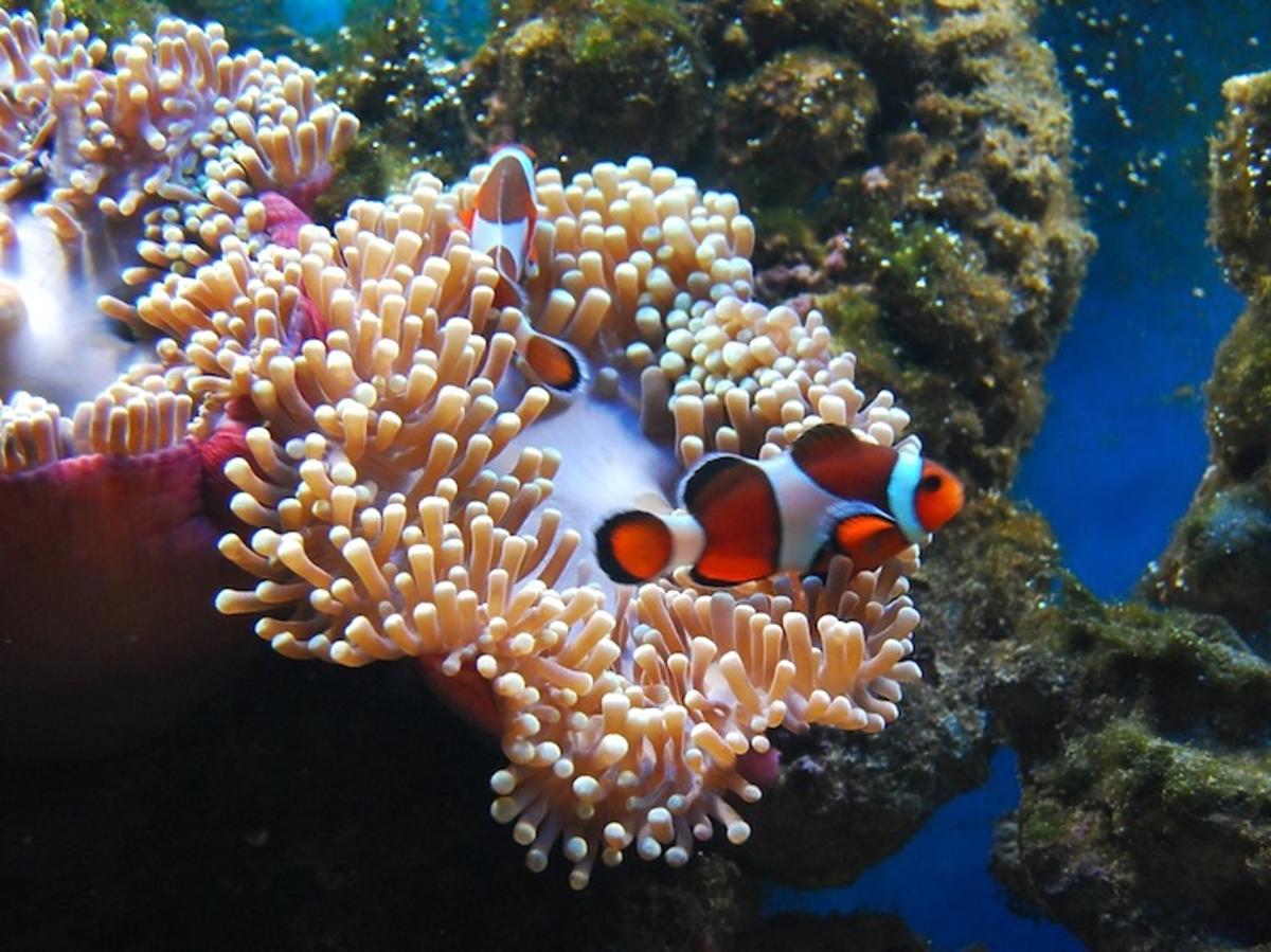 rybka Nemo