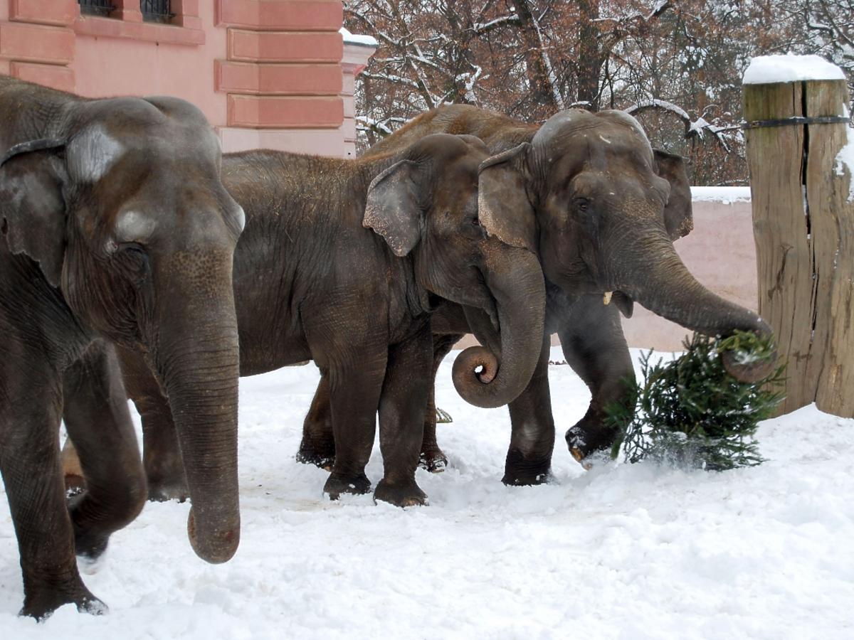 Słonie na śniegu
