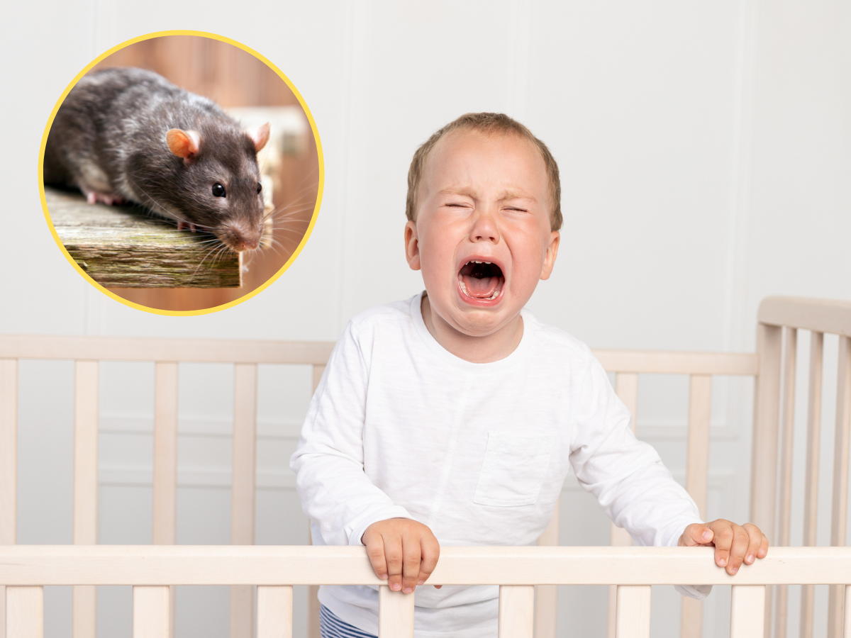 Szczur pogryzł 2-latkowi twarz