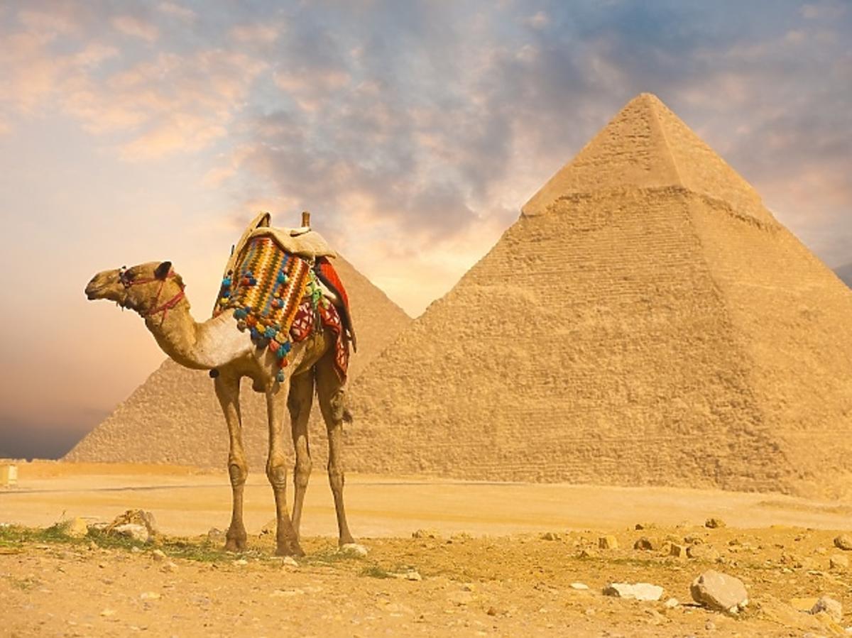 wielbłąd pod piramidami/ egipt