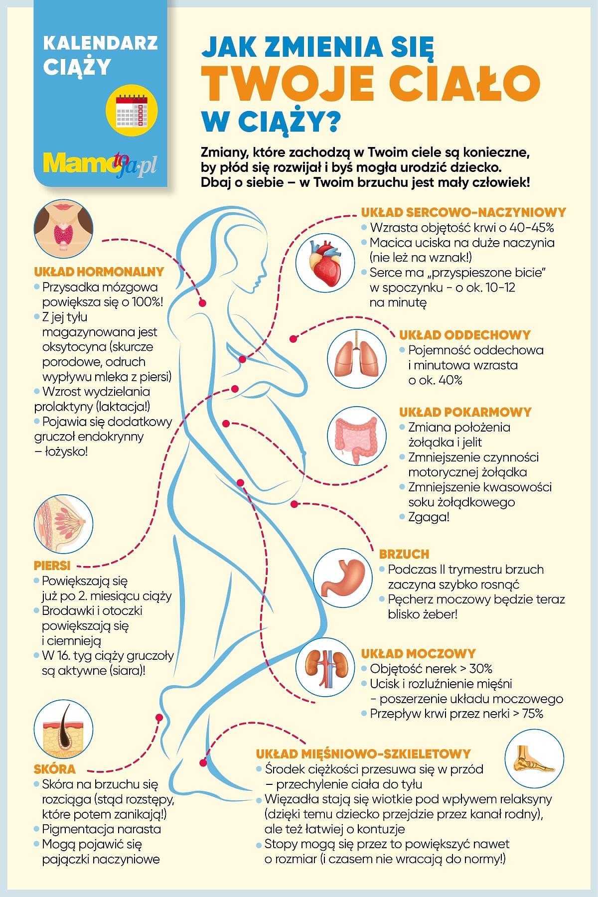 zmiany w ciele podczas ciąży - infografika