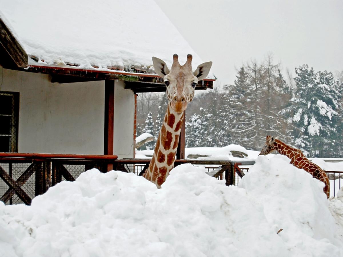 Żyrafa na śniegu