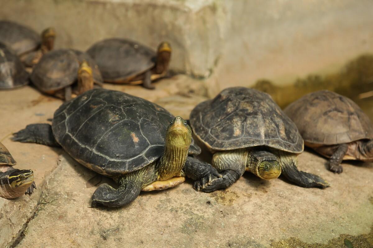 żółw domowy